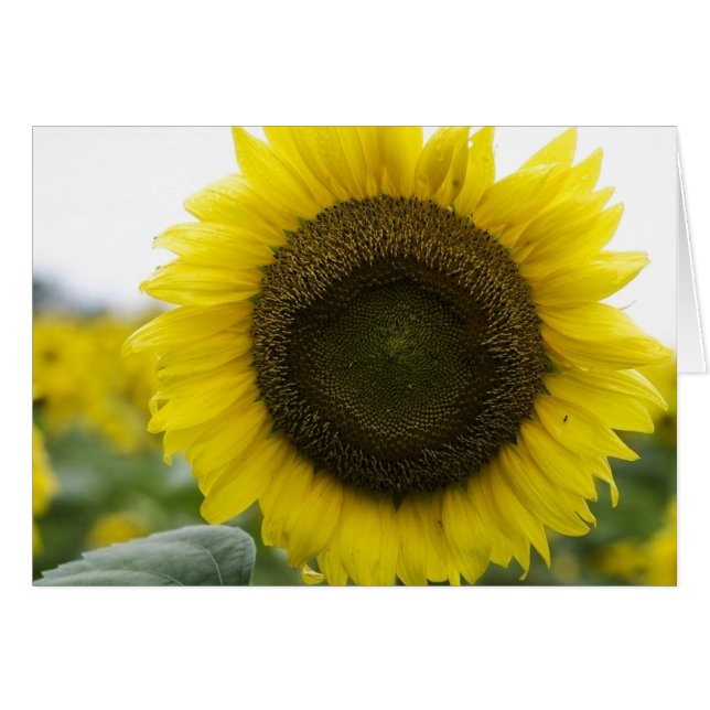 Sunflower (Front Horizontal)
