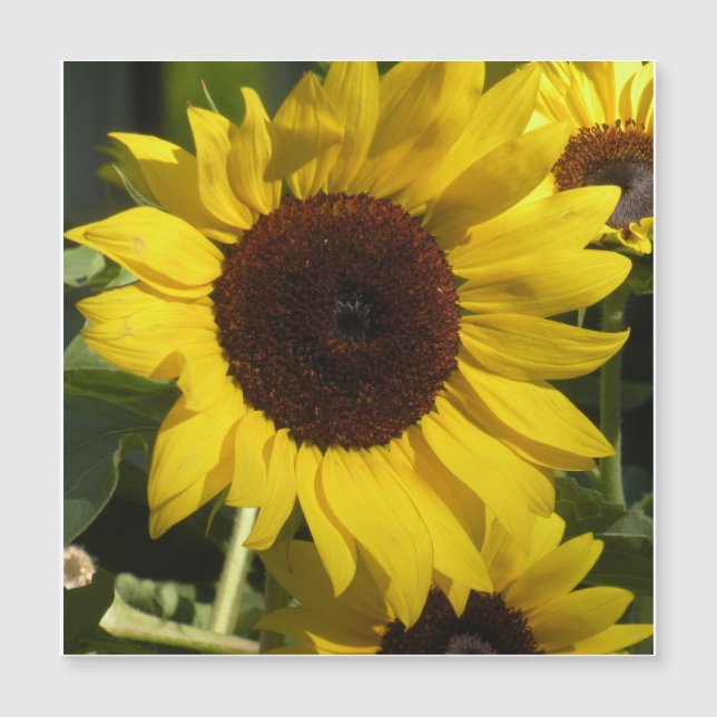 Sunflower (Front)