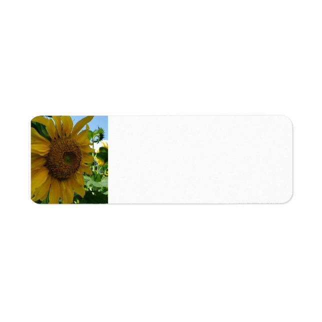Sunflower (Front)
