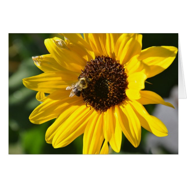 Sunflower (Front Horizontal)