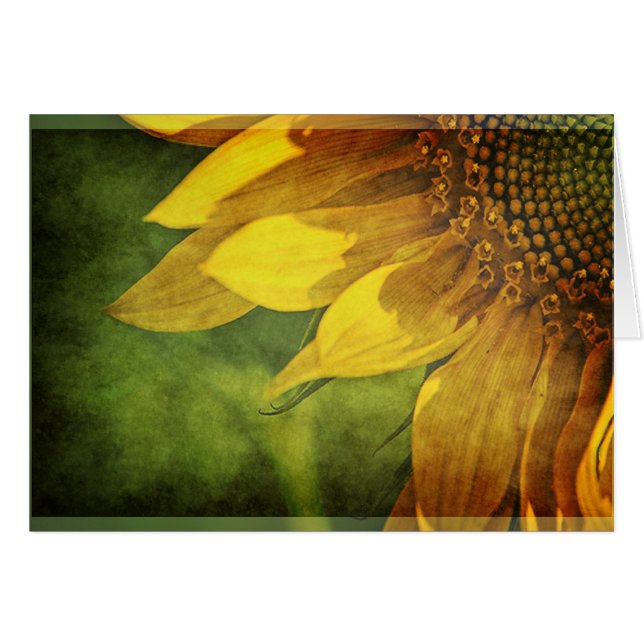 Sunflower (Front Horizontal)