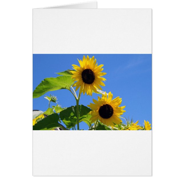 Sunflower  (Front)