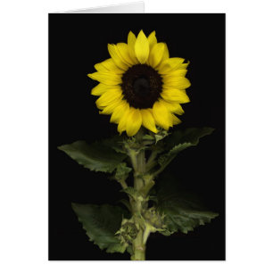 Sunflower 11