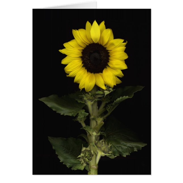 Sunflower 11 (Front)