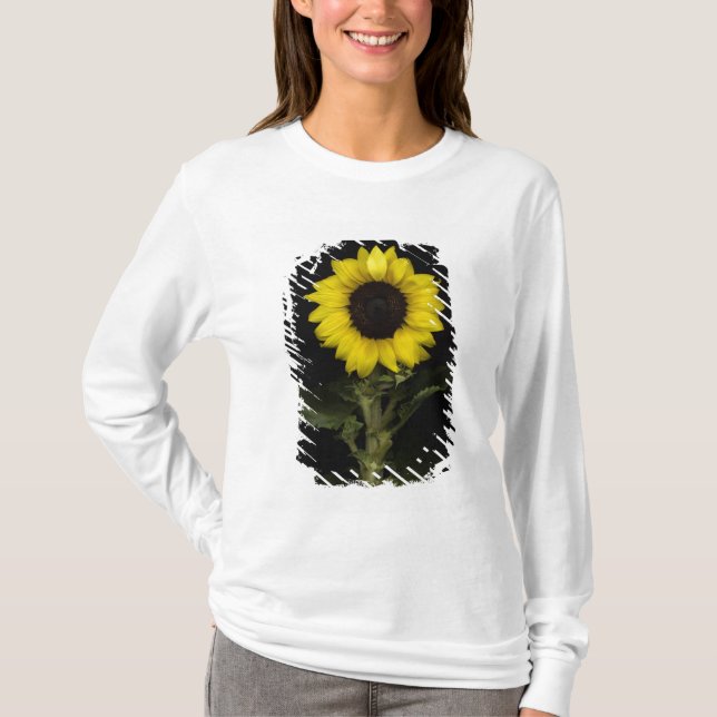 Sunflower 11 T-Shirt (Front)