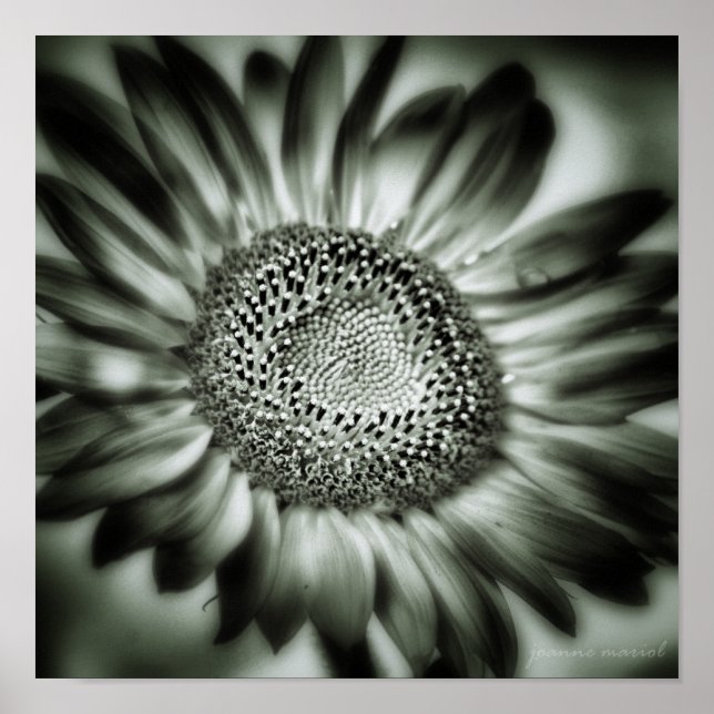 Sunflower 1 Square Poster Print (Front)