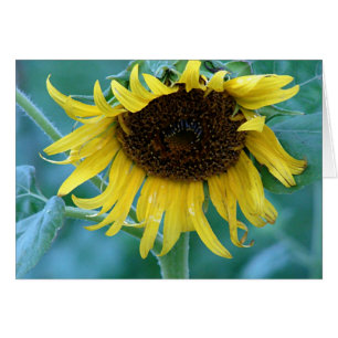 Sunflower 2