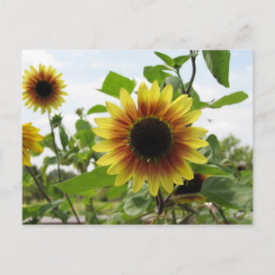 sunflower 2 postcard