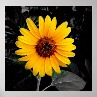 Sunflower 2 poster