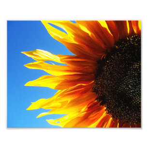 Sunflower Aflame 10x8 Photo Print
