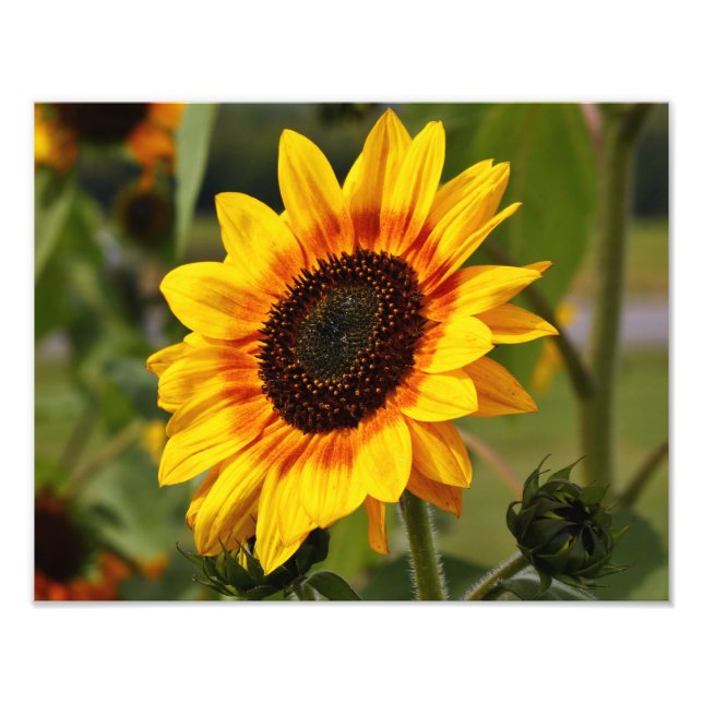 Sunflower aka Helianthus Photo Print (Front)