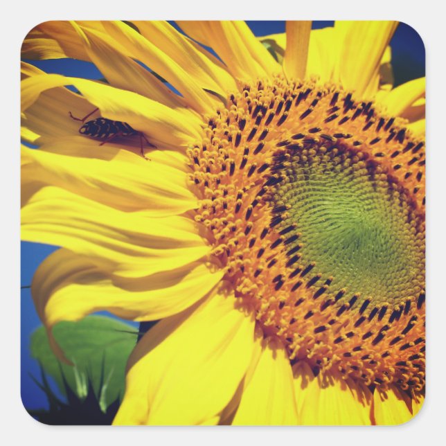 Sunflower And Guest Floral Square Sticker (Front)