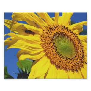 Sunflower And Insect Friend 10x8 Floral Photo Print