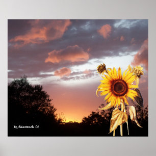SUNFLOWER AND PINK SUMMER SUNSET POSTER