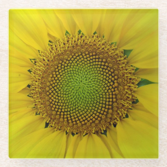 Sunflower and Seeds, Spiral, Golden Ratio  Glass Coaster (Front)