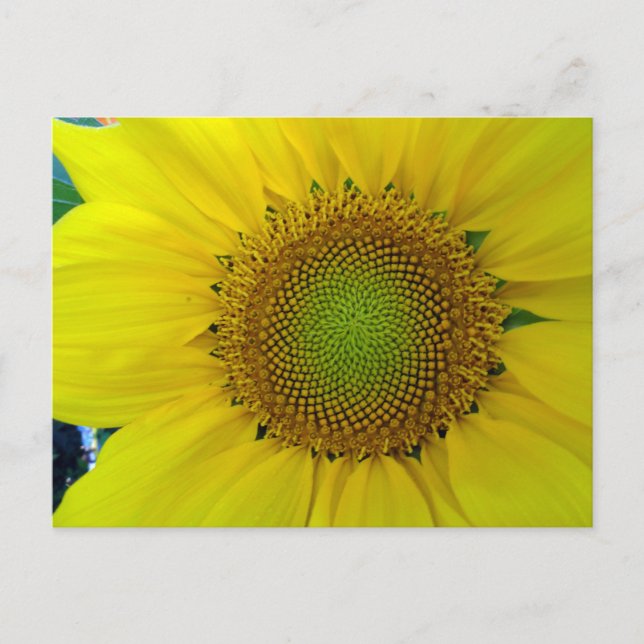 Sunflower and Seeds, Spiral, Golden Ratio  Holiday Postcard (Front)