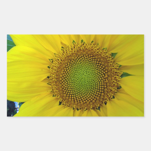 Sunflower and Seeds, Spiral, Golden Ratio  Rectangular Sticker (Front)