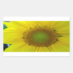 Sunflower and Seeds, Spiral, Golden Ratio Rectangular Sticker