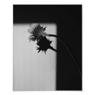 Sunflower and Shadow - Black and White Photograph
