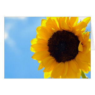 Sunflower and Sky