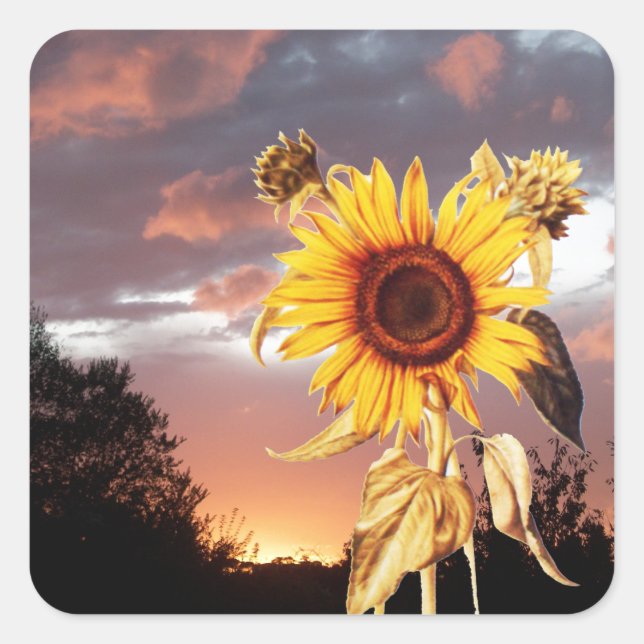 SUNFLOWER AND SUMMER SUNSET SQUARE STICKER (Front)