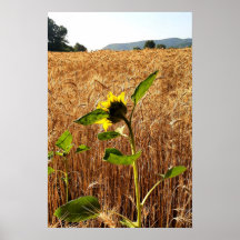 Sunflower and Wheat