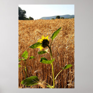 Sunflower and Wheat Poster
