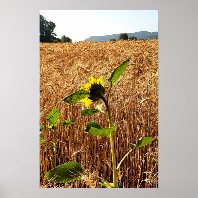 Sunflower and Wheat Poster (Front)
