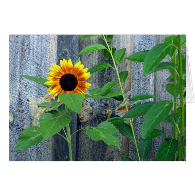 Sunflower and Wooden Wall (Front Horizontal)