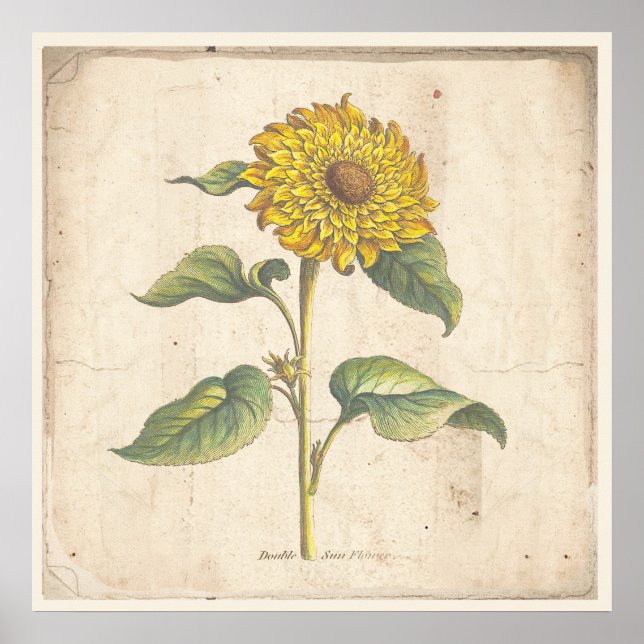 Sunflower Antique Botanical Print Poster (Front)