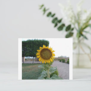 Sunflower Art Print Postcard