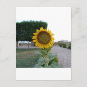 Sunflower Art Print Postcard