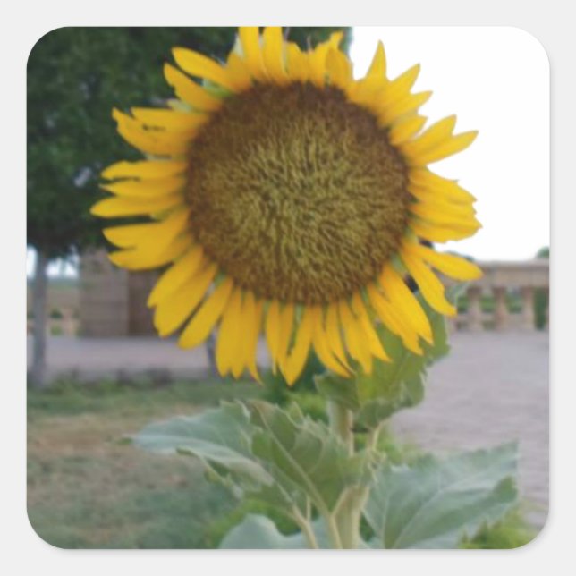 Sunflower Art Print Square Sticker (Front)