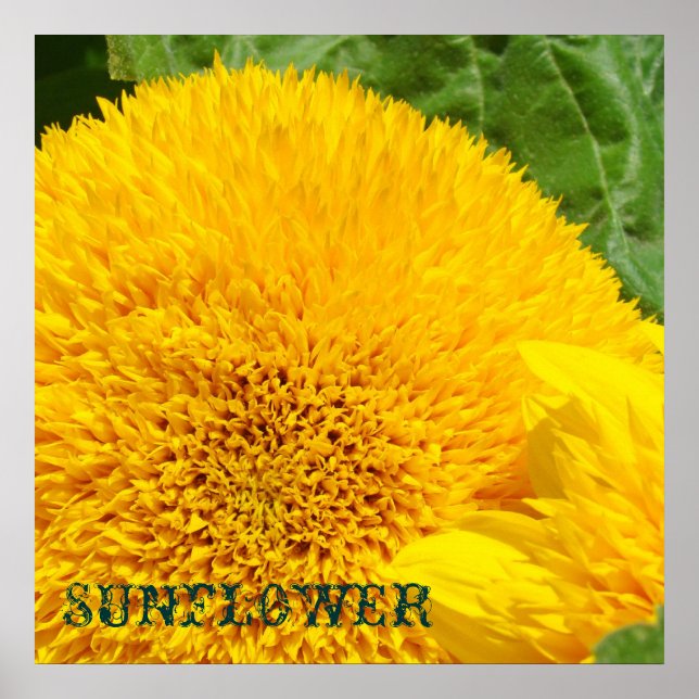 Sunflower Art Prints Decorative Floral Flowers (Front)