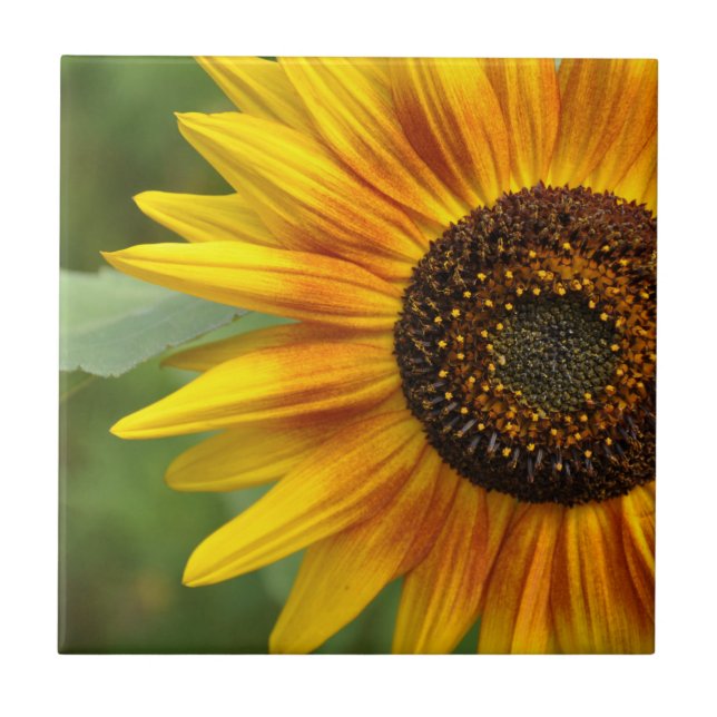 Sunflower beauty          tile (Front)