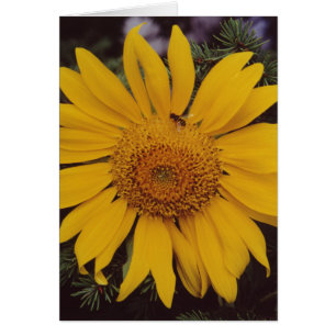 Sunflower Bee Green Pine Branches Greeting Card