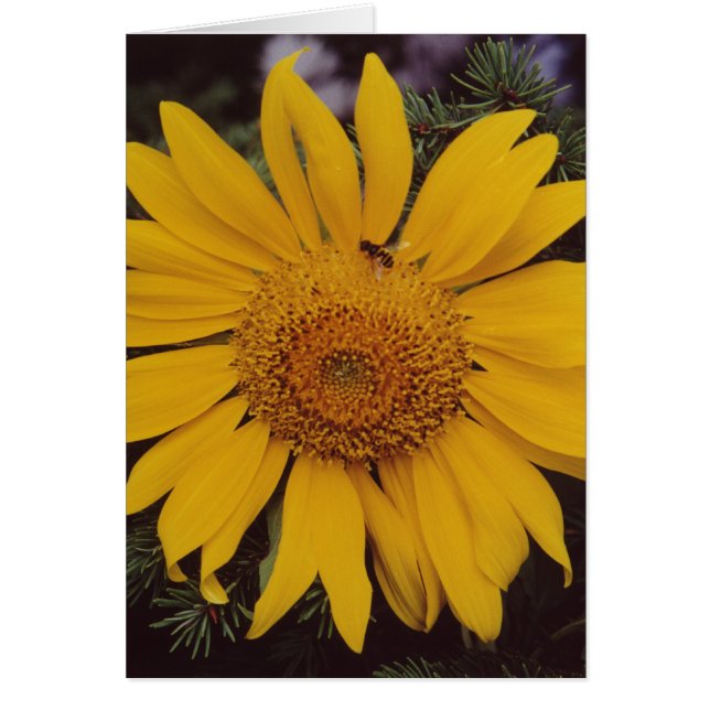 Sunflower Bee Green Pine Branches Greeting Card (Front)