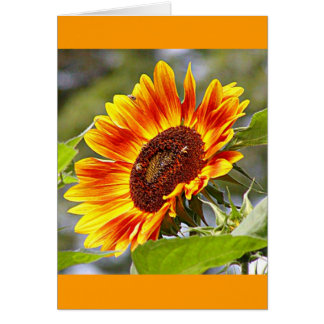 Sunflower & Bees