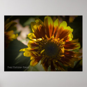 Sunflower Black Vignette Poster