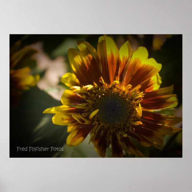 Sunflower Black Vignette Poster (Front)