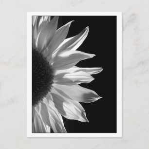 Sunflower Black & White Postcard
