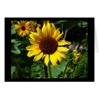 Sunflower - Blank Card