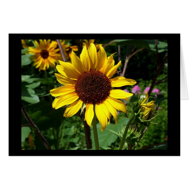Sunflower - Blank Card (Front Horizontal)