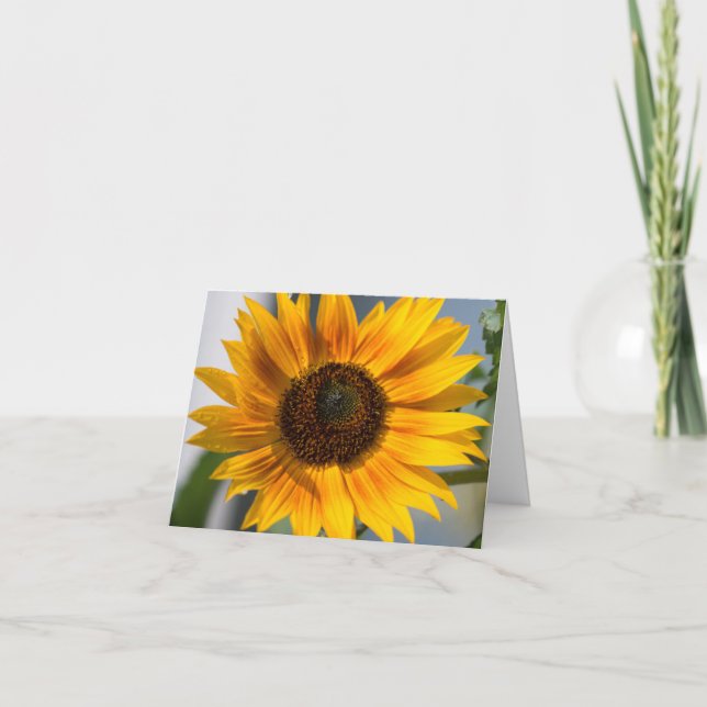 Sunflower blank card (Front)