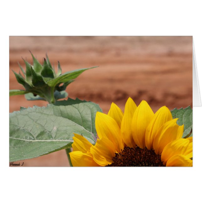 Sunflower Bloom (Front Horizontal)