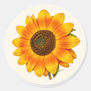 Sunflower Bloom Small Round Garden Flower Sticker