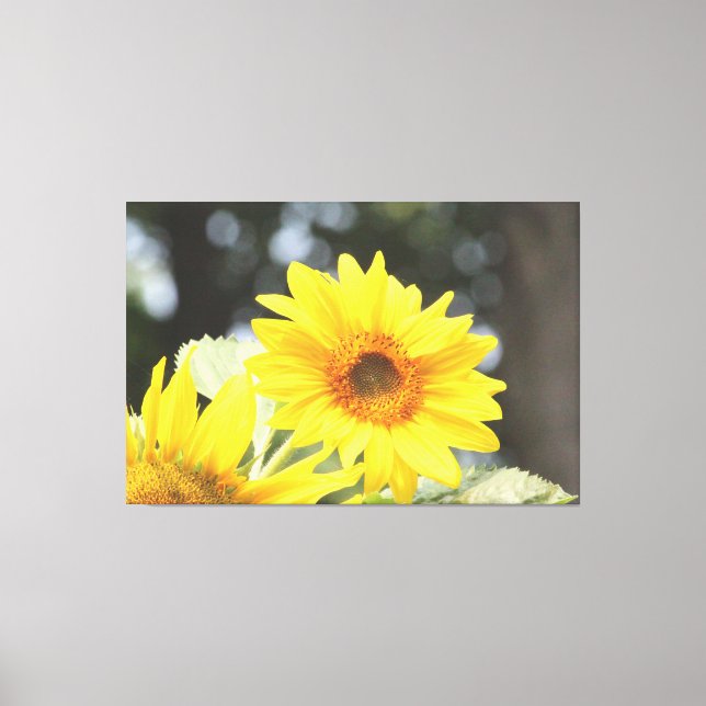 Sunflower Blooms Canvas Print (Front)