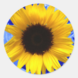 Sunflower Blue Classic Round Sticker