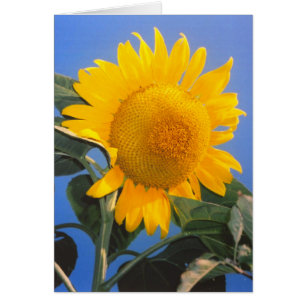 Sunflower Blue Sky Greeting Card