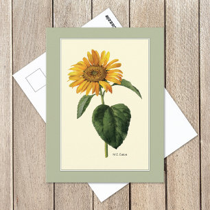 Sunflower Botanical Postcard
